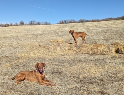 Off Leash and Out of Sight Stay with Zooka