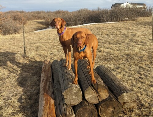 Distance Work and Stay with Zooka & Blitzen