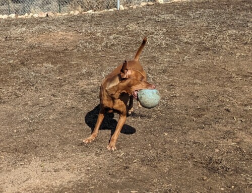 Zooka’s Zoomies