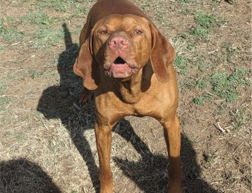 May 2025: Birthday issue showcasing off-leash and distance work