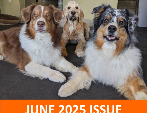 June 2025: Spotlight on puppy nipping/biting and 3 fast fixes for puppy teething troubles