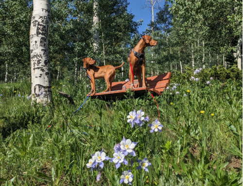 July 2025:  Spotlight on Keeping Dogs Safe & Preventing or Breaking Up Dog Fights