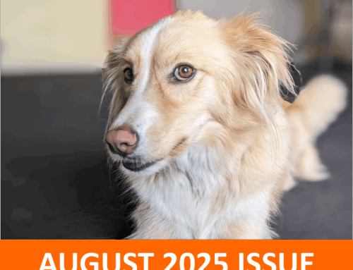 August 2025:  Spotlight on keeping cool during the hot summer weather
