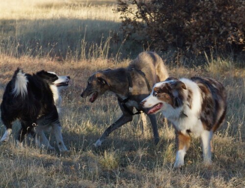 A Zuzu Story: The Peacemaker