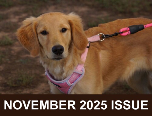 November 2025:Timeless Lessons From Past Dogs