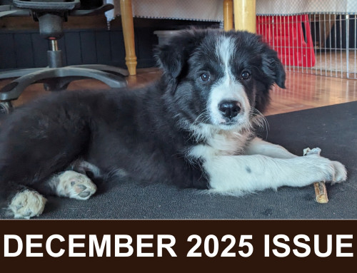 December 2025 Issue: Spotlight on Barking