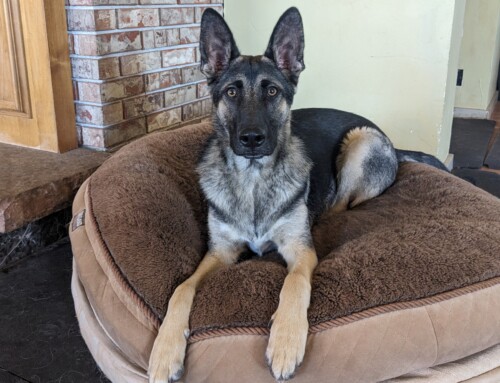 Set Your Dog Up for Success!