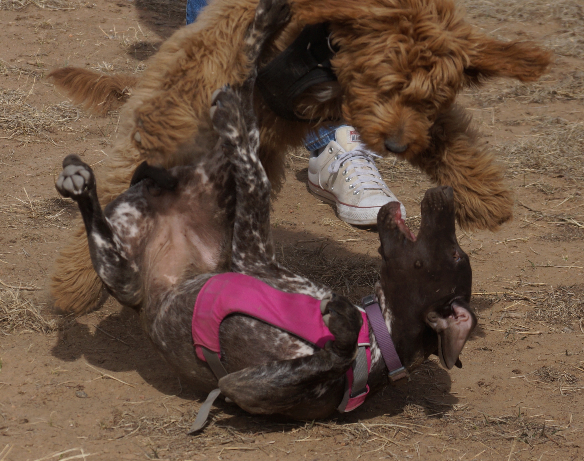 2026_03_01_Griffin_Alice_play_DSC05622