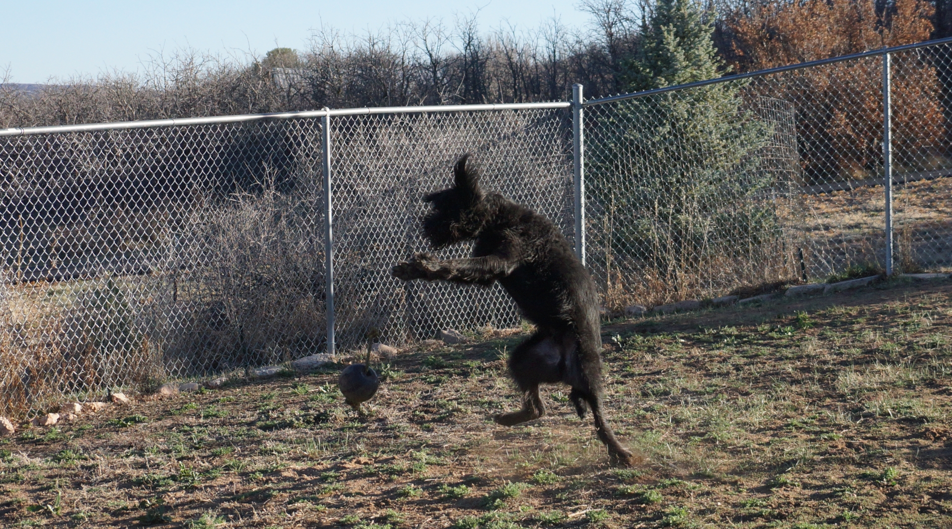 2026_03_21_Roscoe_jollyball_DSC06078