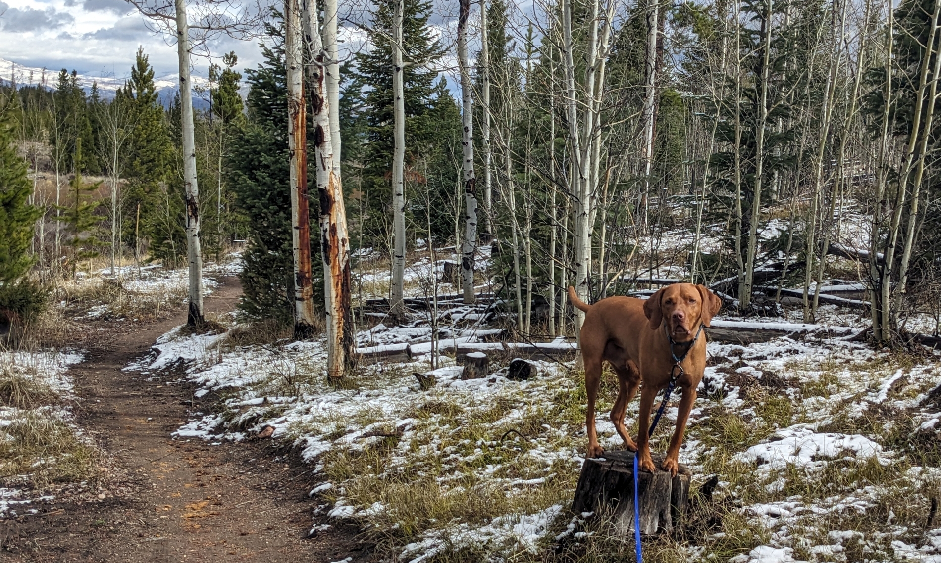 2026_04_02_Blitzen_stump_parkour_PXL_20260402_162829149