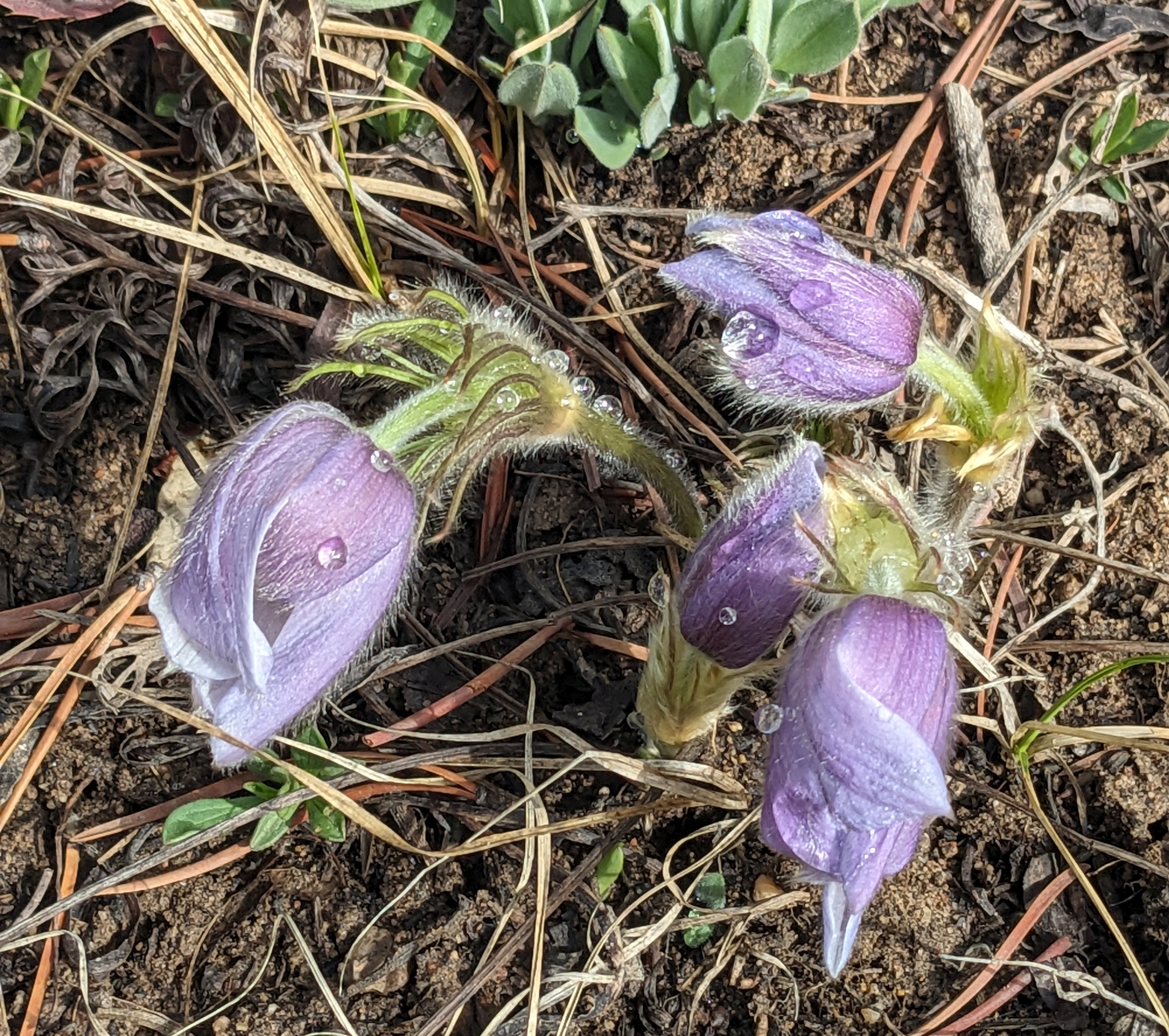 2026_04_02_flower_purple_PXL_20260402_165054479