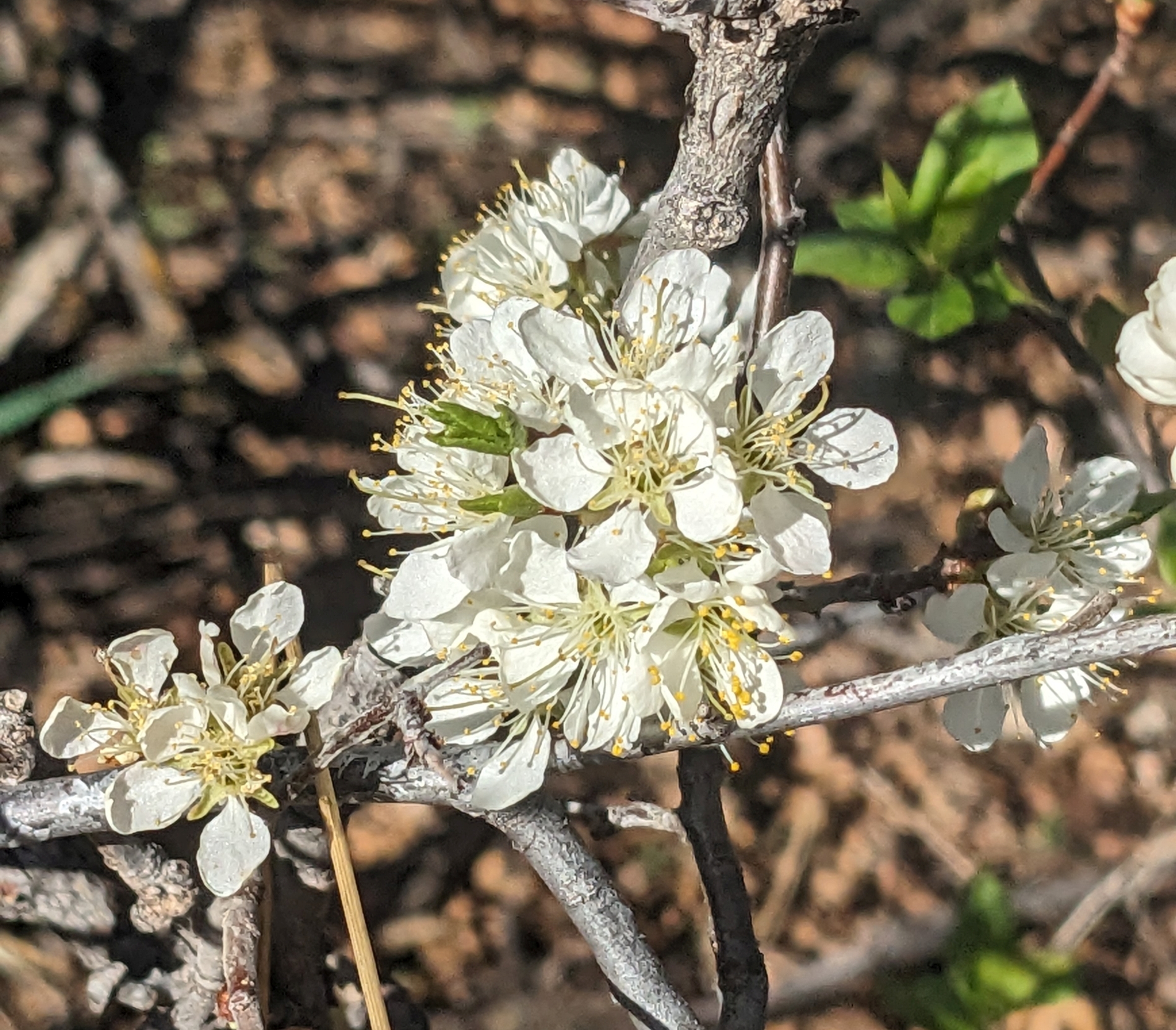 2026_04_16_Flowers_white_PXL_20260416_142242322