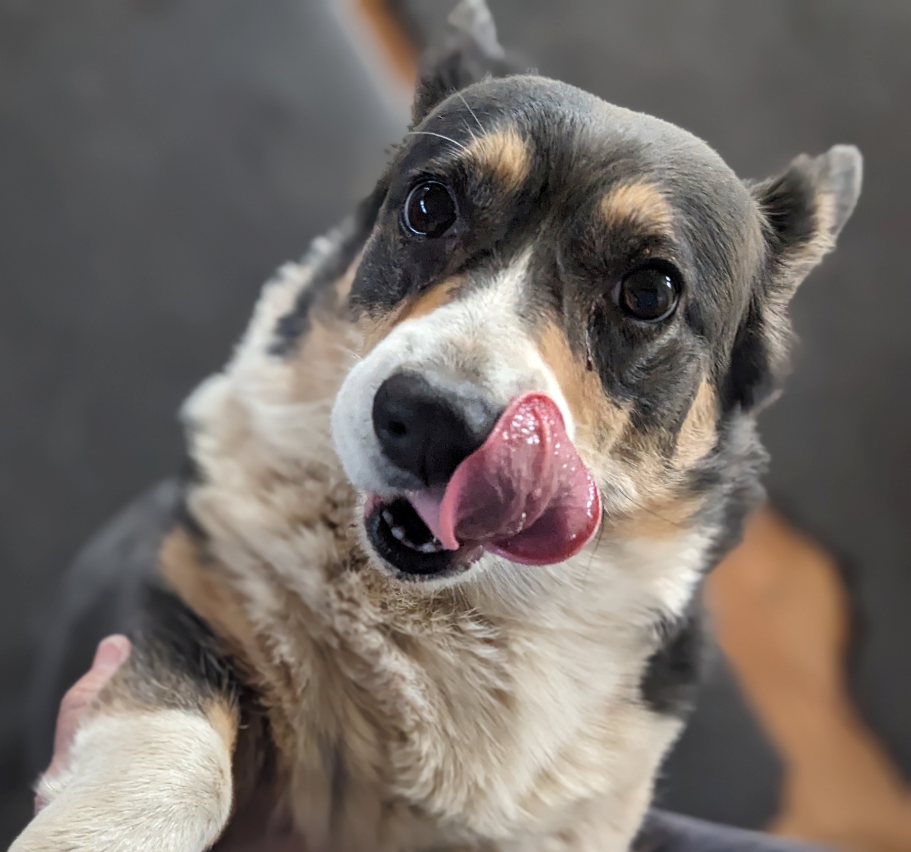 2026_04_23_Appa_tongue_PXL_20260423_202905832.PORTRAIT