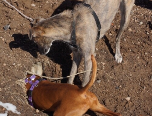 What are your dog’s ACTUAL biggest motivators?