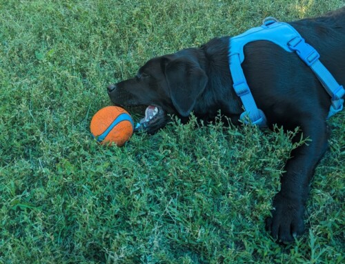 List Of Motivators And Rewards For Dogs
